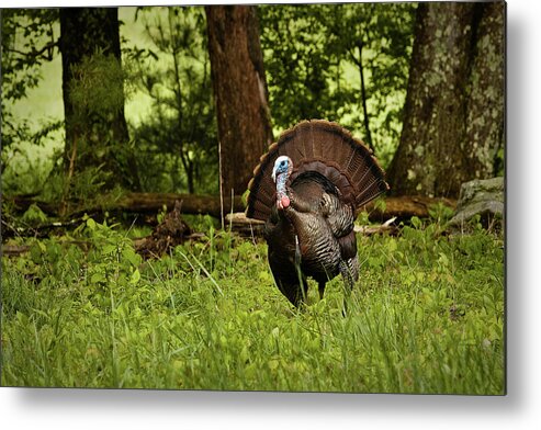 Wild Turkey Metal Print featuring the photograph Strutting Tom by Randall Evans