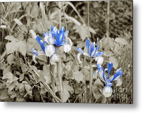 Irises In Blue Metal Print featuring the photograph Study in Blue. Two. by Elena Perelman