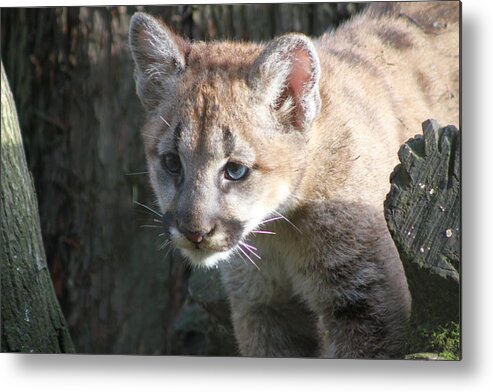 Cougar Metal Print featuring the photograph Studying the Ways by Laddie Halupa