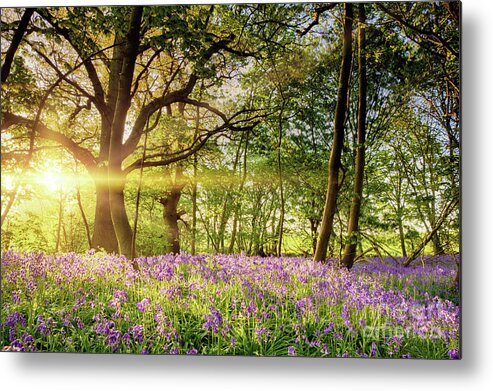 Beautiful Metal Print featuring the photograph Stunning bluebell forest in spring sunrise by Simon Bratt