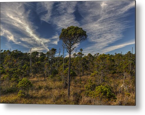 Bog Metal Print featuring the photograph Stunted Ancient Forest by Mark Kiver