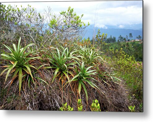 Growing Things Metal Print featuring the digital art Suculent Hedge in Huancas by Carol Ailles