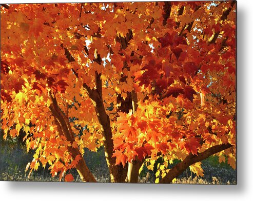 Illinois Metal Print featuring the photograph Sugar Maple Sunset by Ray Mathis