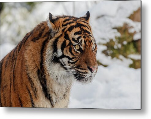 Animal Metal Print featuring the photograph Sumatran Tiger in the snow by Tim Abeln