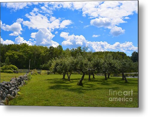 Farm Metal Print featuring the photograph Summer at the Farm by Tammie Miller