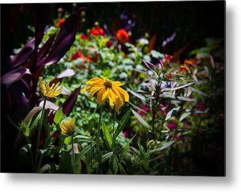Yellow Flower Metal Print featuring the photograph Summer Colors by Milena Ilieva