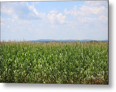 Corn Metal Print featuring the photograph Summer corn and blue skies in Maine by Colleen Snow