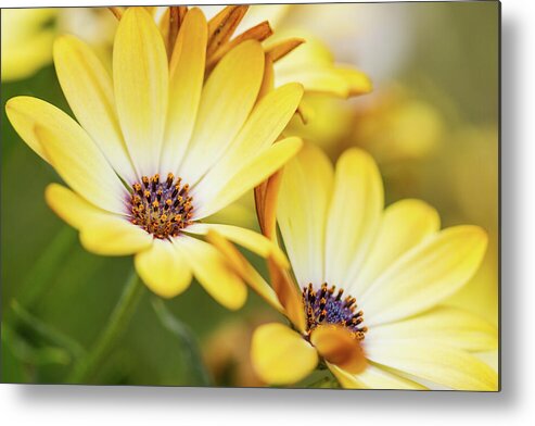 African Daisy Metal Print featuring the photograph Summer Daisies by Tanya C Smith