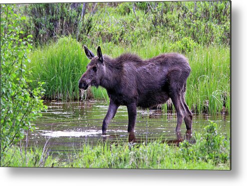 Moose Metal Print featuring the photograph Summer Dip by Scott Mahon