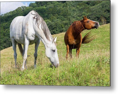 Horses Metal Print featuring the photograph Summer Evening For Horses by D K Wall