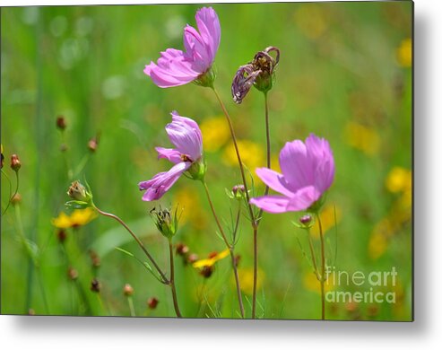 Summer Fields Metal Print featuring the photograph Summer Fields by Maria Urso