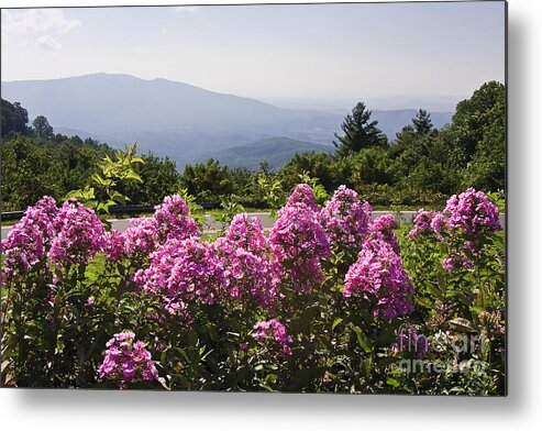 Mountain Metal Print featuring the photograph Summer in the Mountains by Jill Lang