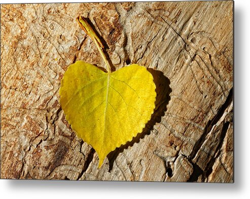 Heart Shaped Leaf Metal Print featuring the photograph Summer Love Heart Shaped Leaf by Tracie Schiebel