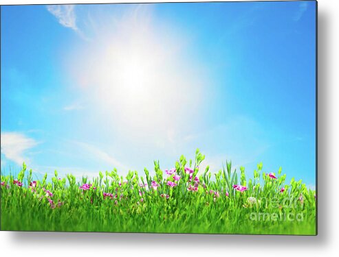 Grass Metal Print featuring the photograph Summer meadow flowers in green grass, sunny blue sky by Michal Bednarek