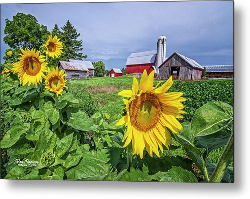 Summer On The Farm Metal Print featuring the photograph Summer on the Farm by Peg Runyan