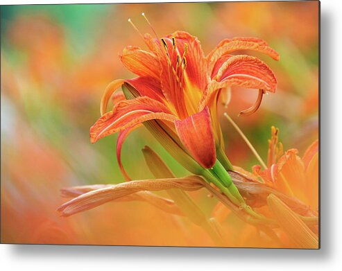Flowers Metal Print featuring the photograph Summer Palette by Neil Shapiro