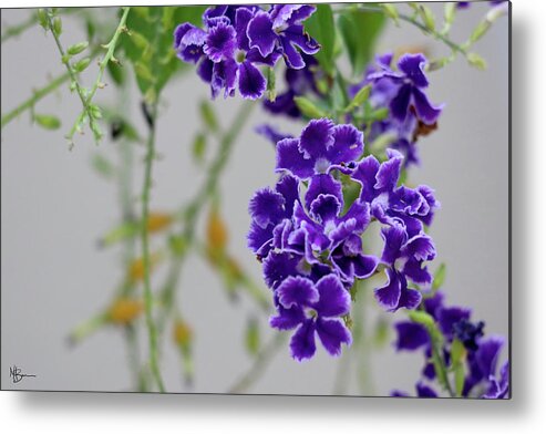 Flower Metal Print featuring the photograph Summer Purple Bloom by Mary Anne Delgado
