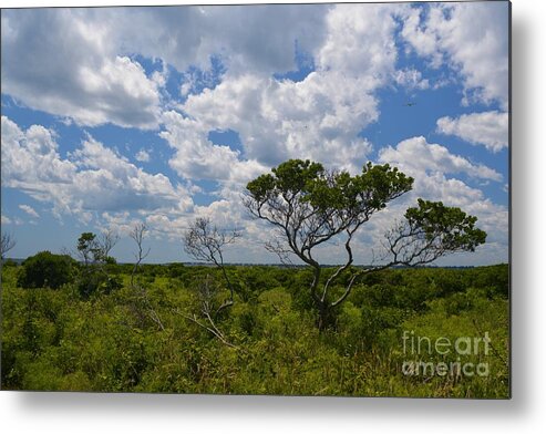 Trees Metal Print featuring the photograph Summer Sky by Tammie Miller
