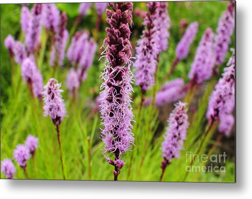 Flowers Metal Print featuring the photograph Summers Blush by Stevyn Llewellyn