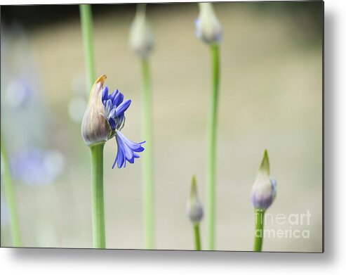 Agapanthus Metal Print featuring the photograph Summertime Blues  by Tim Gainey