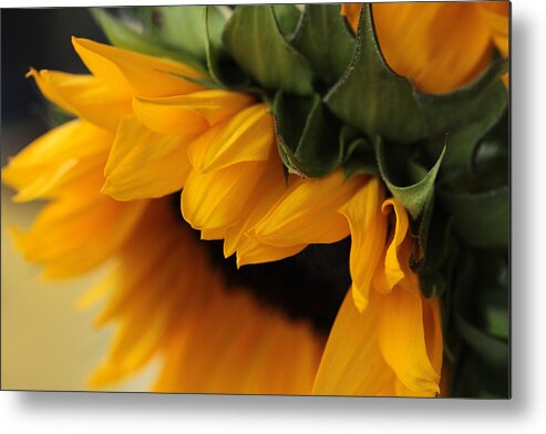 Connie Handscomb Metal Print featuring the photograph Sun Dozing by Connie Handscomb