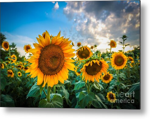 Sunflower Metal Print featuring the photograph Sun Flower Glow by Mina Isaac