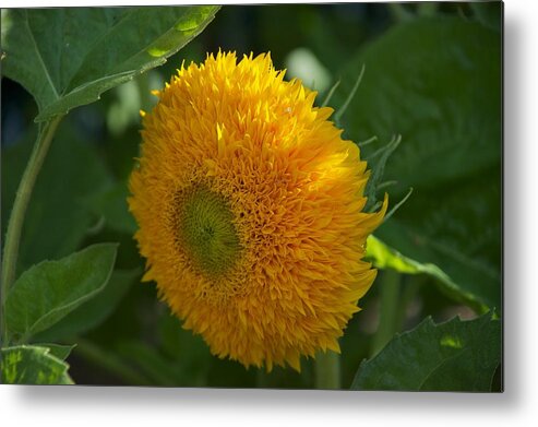 Flower Metal Print featuring the photograph Sun by Joseph Yarbrough