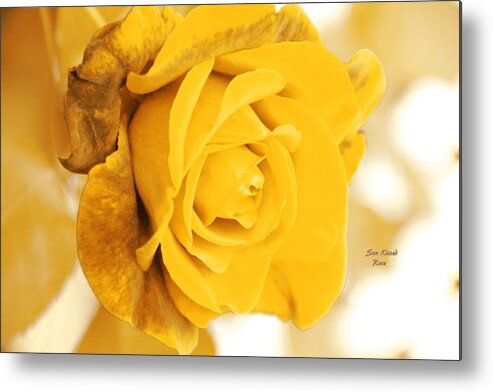 Roses Metal Print featuring the photograph Sun Kissed Rose by Athala Bruckner