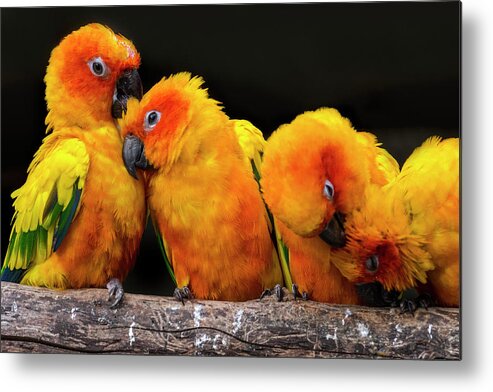 Sun Parakeet Metal Print featuring the photograph Sun parakeets by Arterra Picture Library