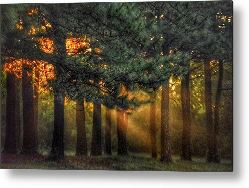 Sunbeams Metal Print featuring the photograph Sunbeams through the Trees by Sumoflam Photography