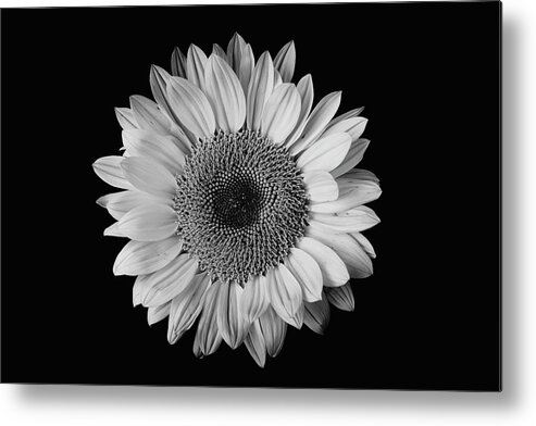Sunflower Metal Print featuring the photograph Sunflower #7 by Desmond Manny