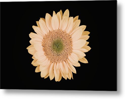 Sunflower Metal Print featuring the photograph Sunflower #9 by Desmond Manny