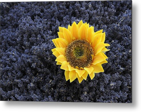 France Metal Print featuring the photograph Sunflower and Lavendar by Kevin Oke