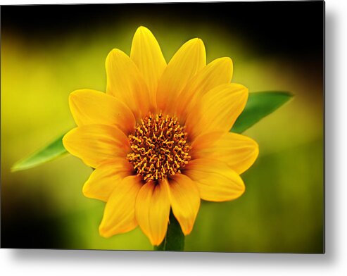 Sunflower Print Metal Print featuring the photograph Sunflower Baby Print by Gwen Gibson