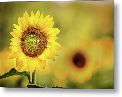 Flower Metal Print featuring the photograph Sunflower in a Field by Don Johnson