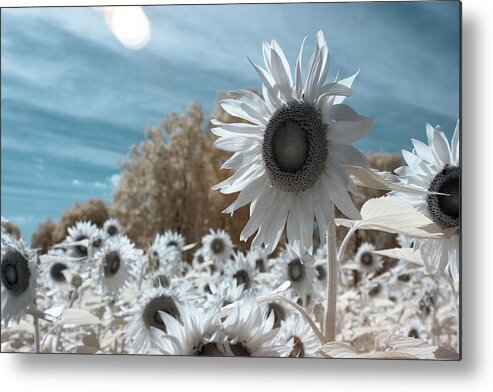 Ir Infra Red Infrared Waelength Outside Outdoors Nature Natural Sky Flower Flowers Botany Sun Sunflower Sunflowers 720nm 720 Nanometers Nanometer Brian Hale Brianhalephoto Farm Metal Print featuring the photograph Sunflower Infrared by Brian Hale
