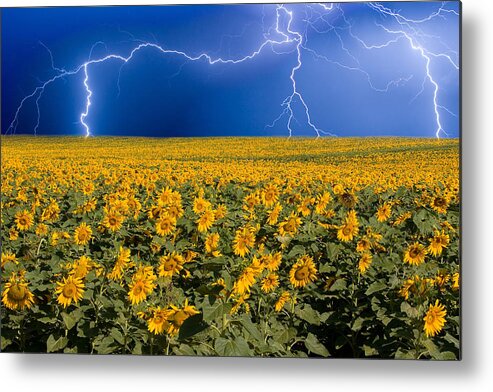 Sunflowers Metal Print featuring the photograph Sunflower Lightning Field by James BO Insogna