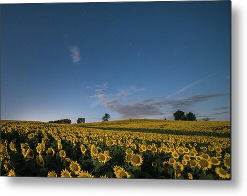Sunflower Metal Print featuring the photograph Sunflower Nights by Ryan Heffron