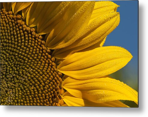 Annuals Metal Print featuring the photograph Sunflower by Robert Potts