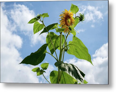 Sunflower Metal Print featuring the photograph Sunflower Sky by Lisa Blake