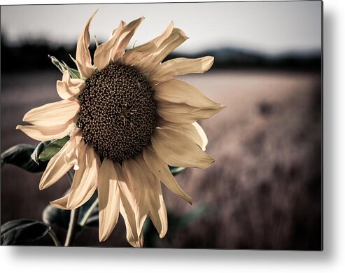 Sunflower Metal Print featuring the photograph Sunflower Solitude by Miguel Winterpacht
