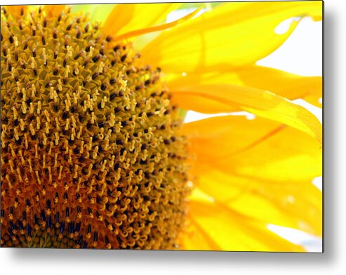 Sunflower Metal Print featuring the photograph Sunflower by Susie Weaver