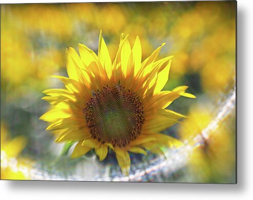 Flower Metal Print featuring the photograph Sunflower with Lens Flare by Natalie Rotman Cote