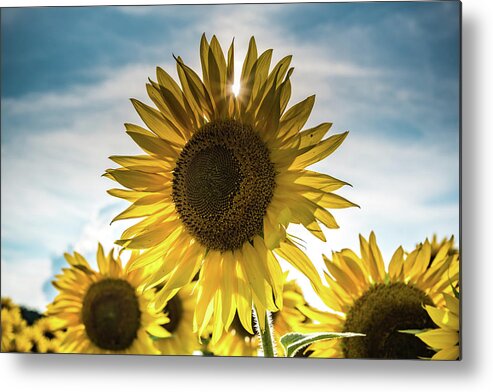 Field Metal Print featuring the photograph Sunflower With Sun Peaking Through by Anthony Doudt