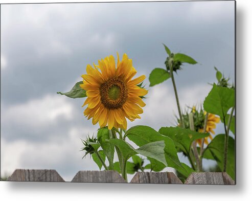 Sunflowers Metal Print featuring the photograph Sunflowers 2018-1 by Thomas Young