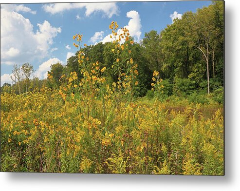 Flower Metal Print featuring the photograph Sunflowers and Goldenrod by Scott Kingery