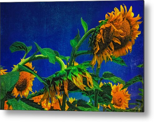 Sunflower Metal Print featuring the photograph Sunflowers Awakening by Anna Louise