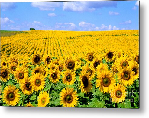 Flower Metal Print featuring the photograph Sunflowers by Bill Bachmann and Photo Researchers