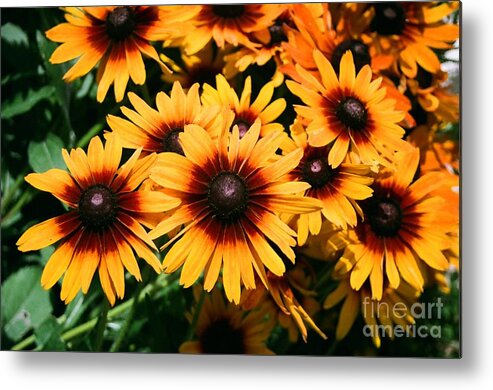 Black-eyed Susan Metal Print featuring the photograph Black Eyed Susan by Dean Triolo