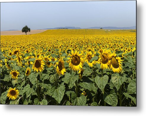 Yellow Metal Print featuring the photograph Sunflowers field by Mike Santis